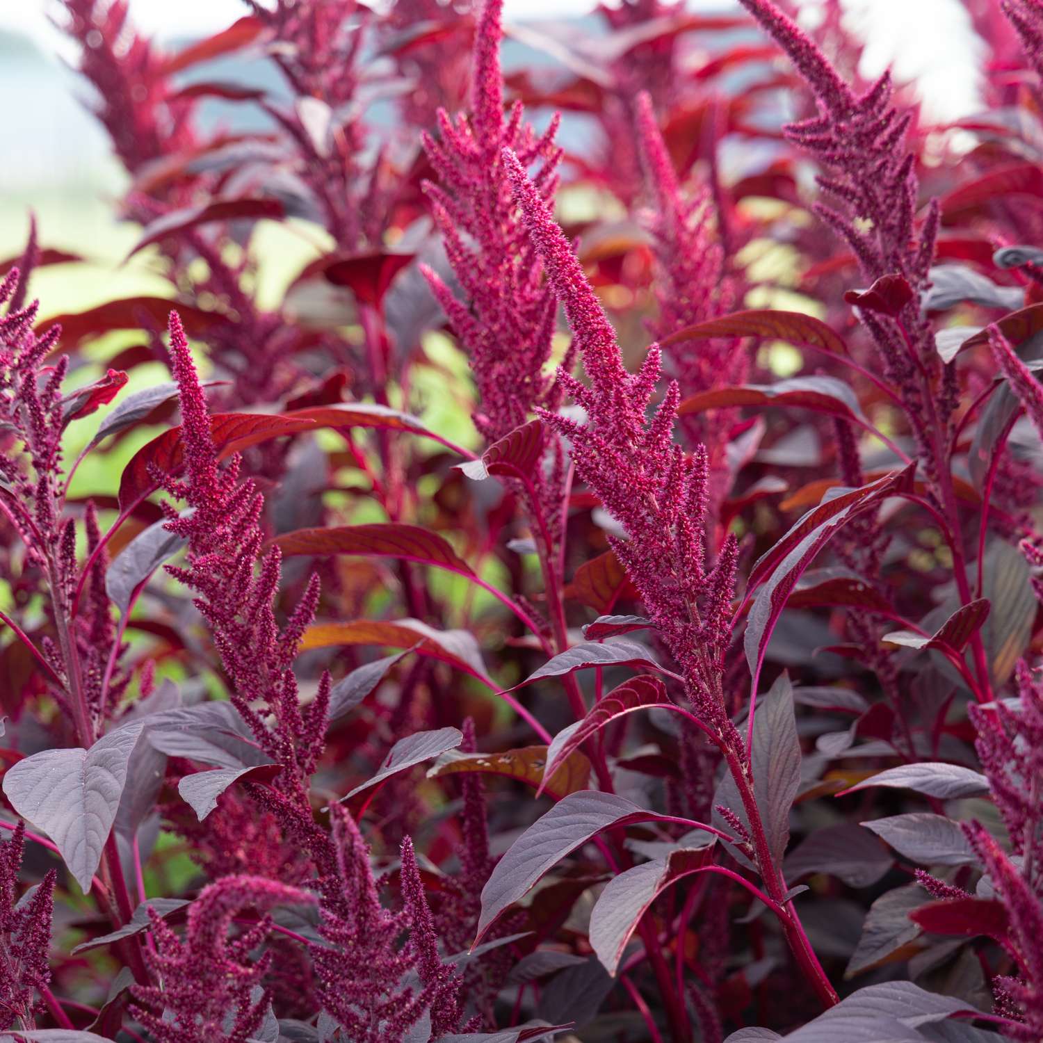 Amarante 'Velvet Curtains' (graines)